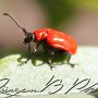 Lily beetle on the look # 1